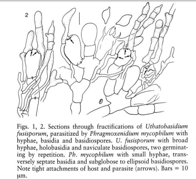 Представитель Семейства Phragmoxenidiaceae